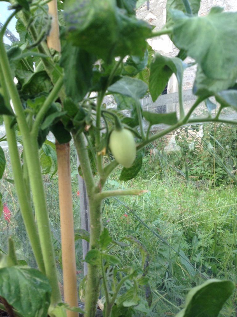Blomme tomat i drivehus