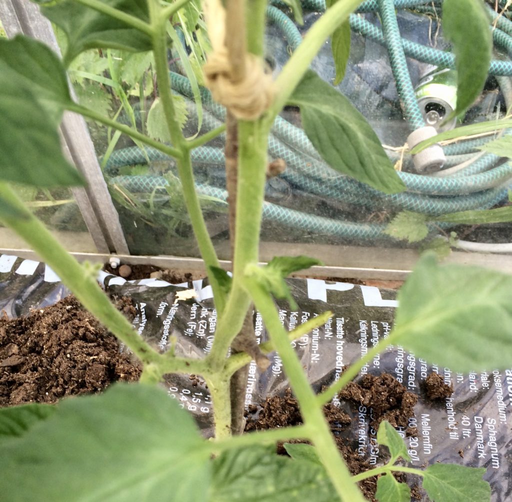 sideskud tomatplanter