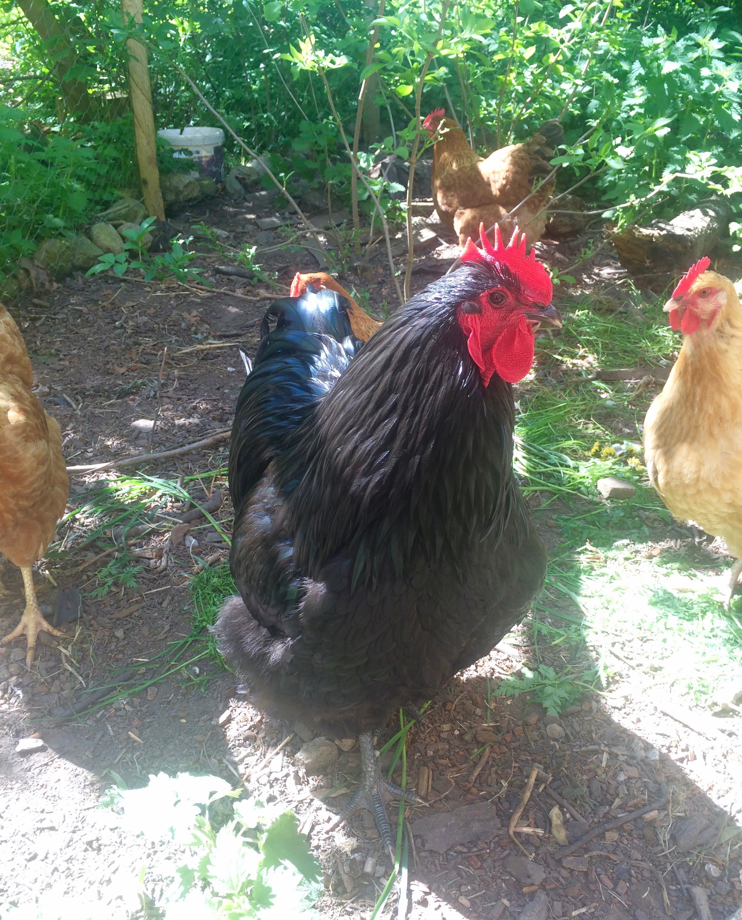 australorp