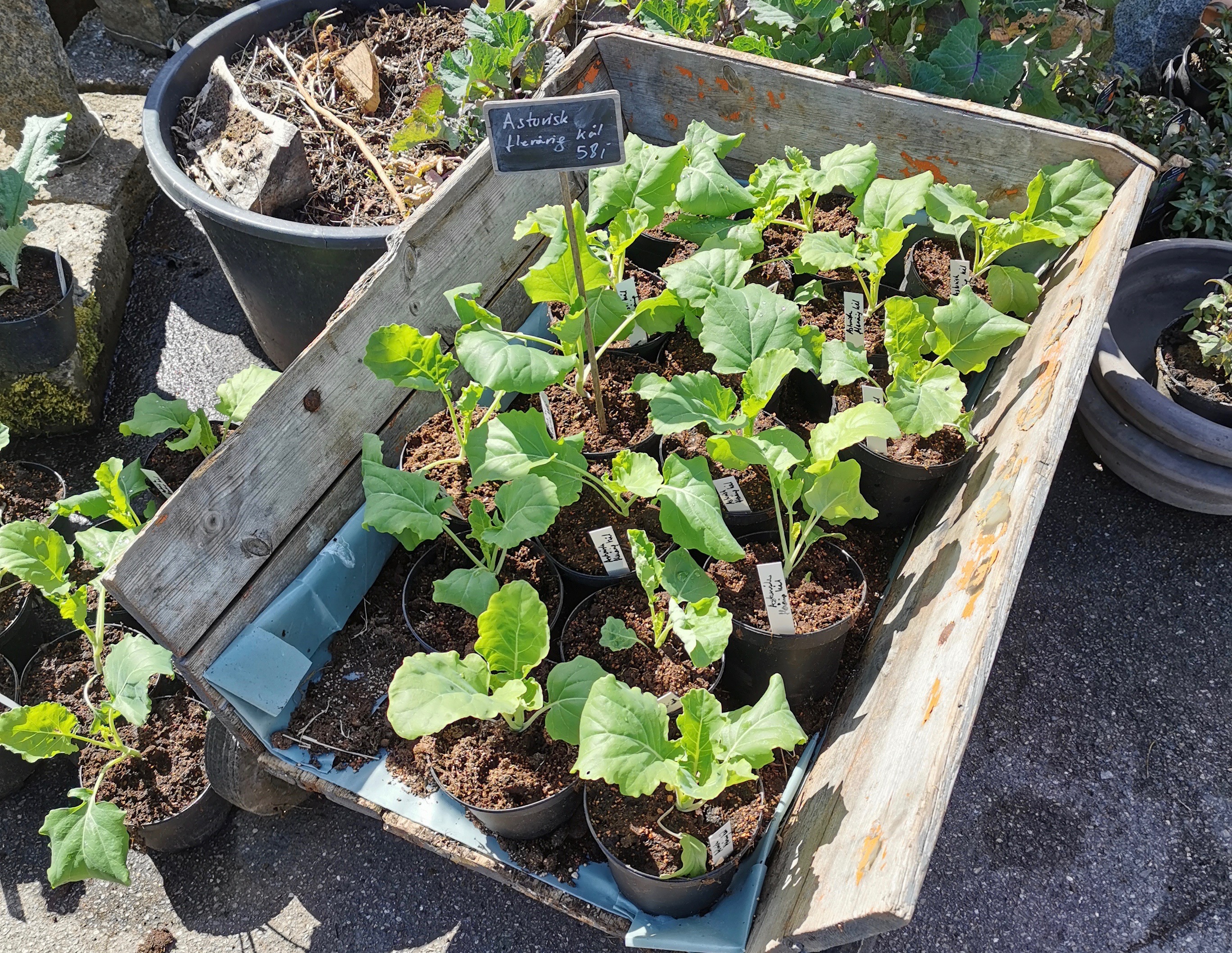 flerårige kål fra naturplanteskolen