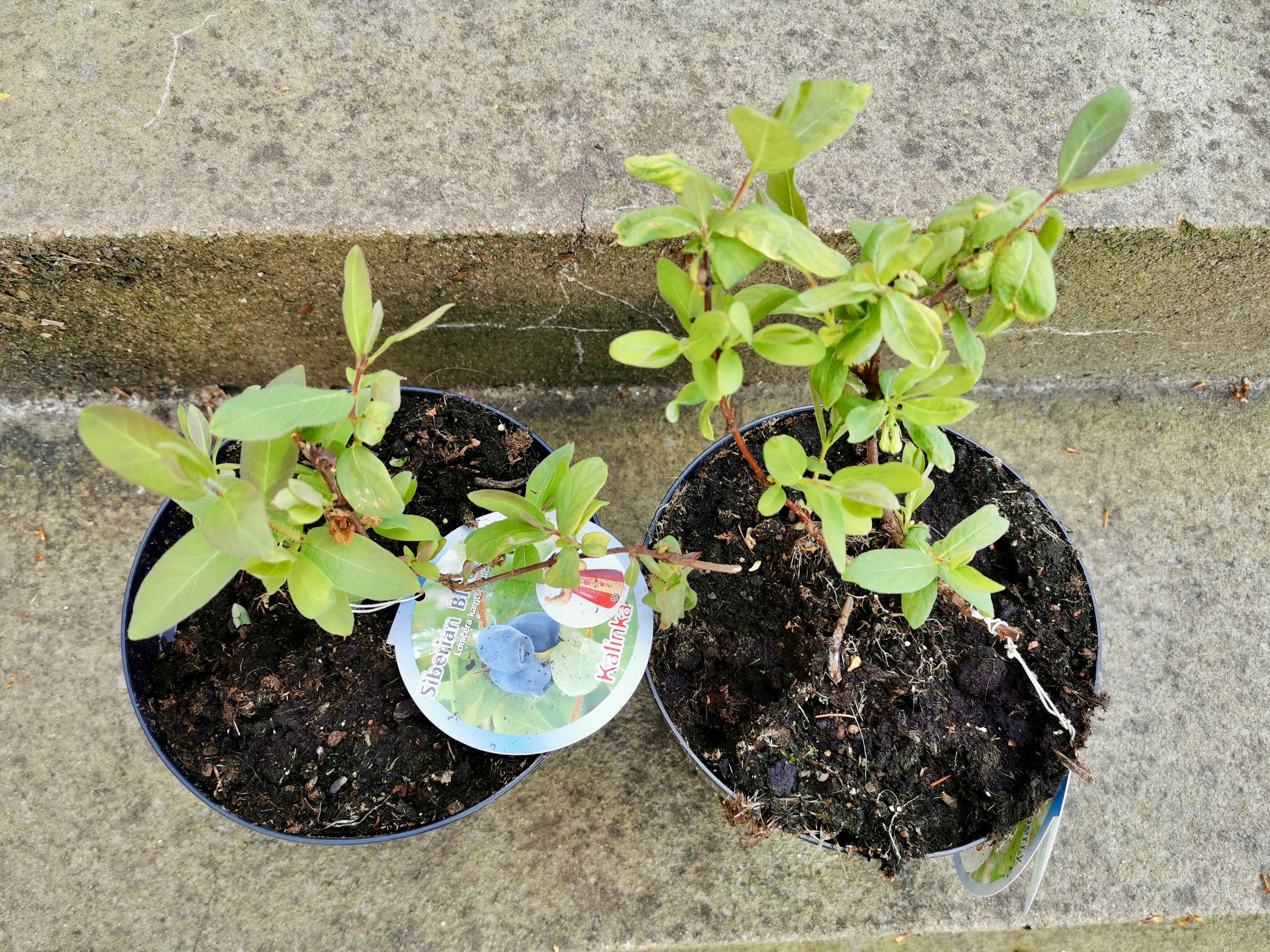 honningbær planter fra naturplanteskolen 