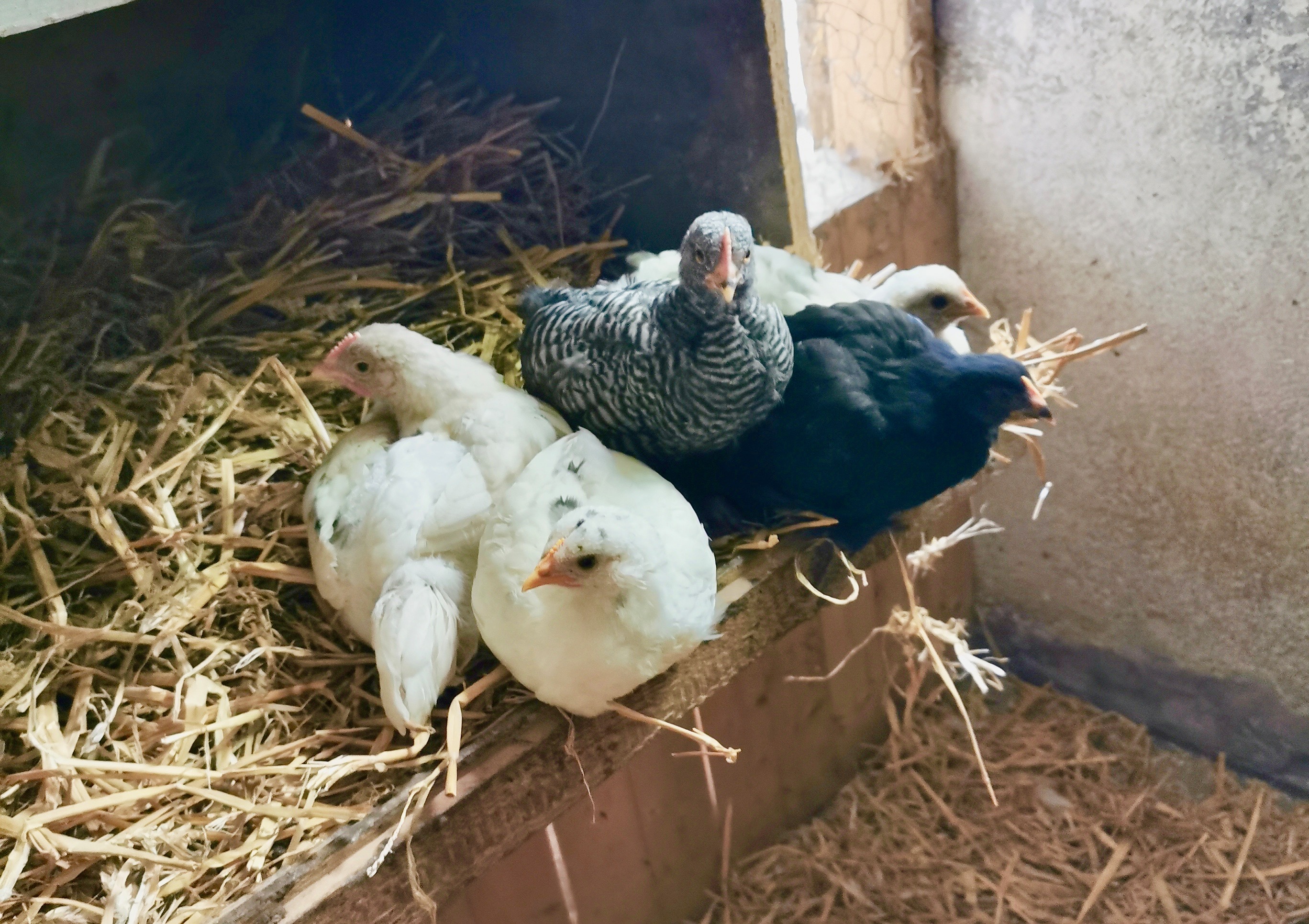 Nye kyllinger i hønseflokken