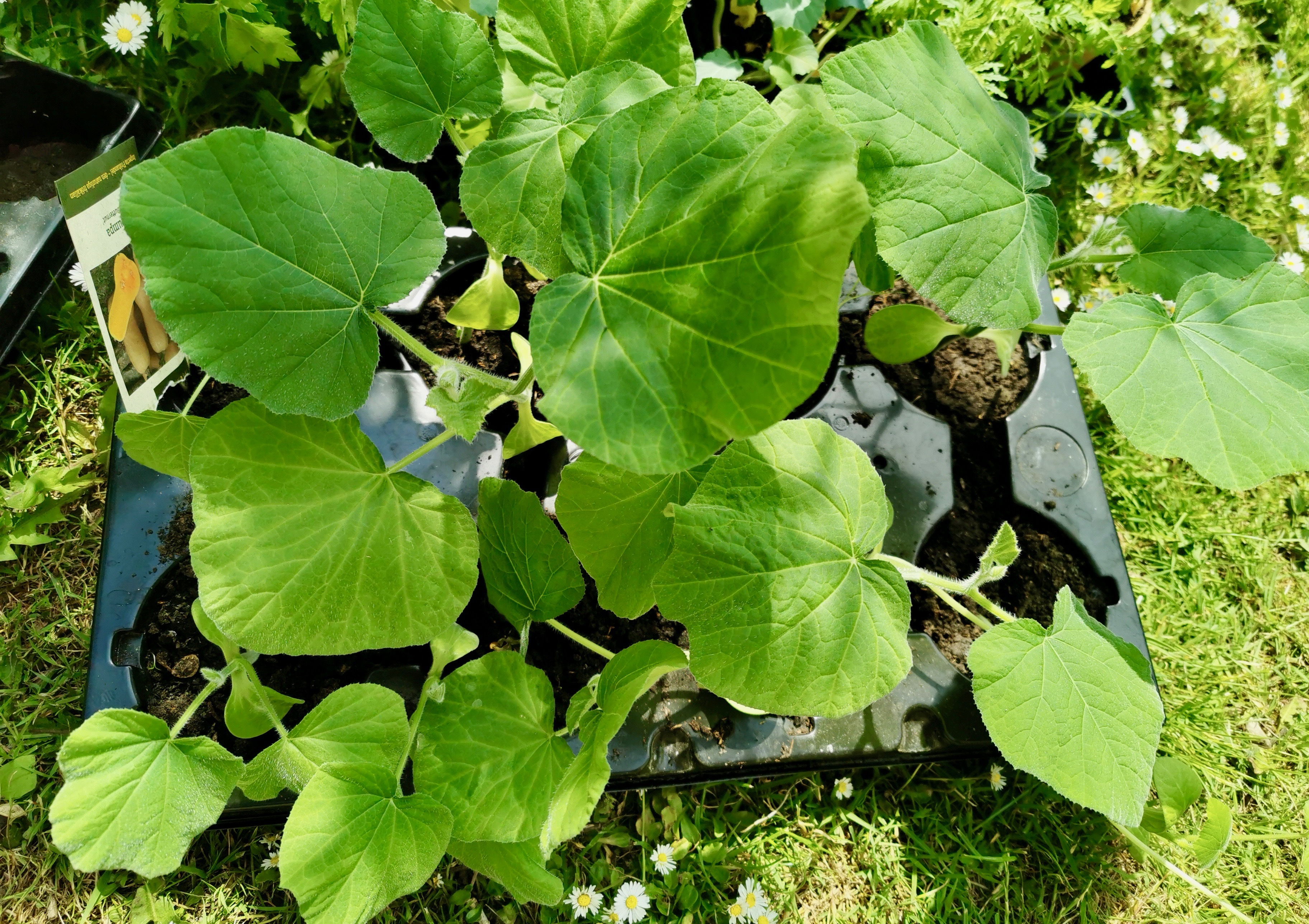 Græskarplanter til udplantning. 